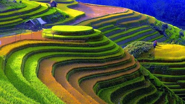 mua vang mu cang chai nhin tu tren cao 1569258098