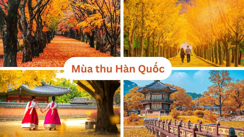 Mùa lá đỏ Hàn Quốc 2024 bắt đầu từ tháng mấy? Lịch trình, kinh nghiệm du lịch chi tiết 24 1 1