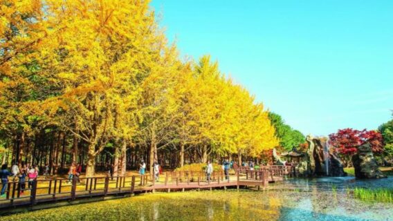 Mùa lá đỏ Hàn Quốc 2024 bắt đầu từ tháng mấy? Lịch trình, kinh nghiệm du lịch chi tiết 6 mua-la-do-han-quoc-5