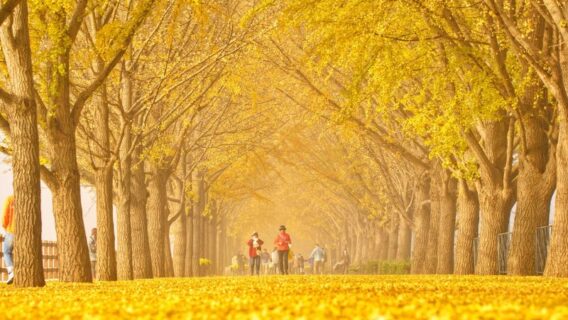 Mùa lá đỏ Hàn Quốc 2024 bắt đầu từ tháng mấy? Lịch trình, kinh nghiệm du lịch chi tiết 10 mua-la-do-han-quoc-9
