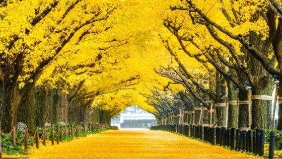 Cẩm nang du lịch đảo Nami mùa thu lá đỏ đẹp nhất năm 2024 8 dao-nami-mua-thu-7