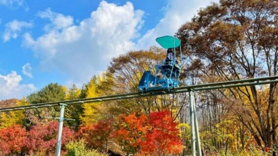 Cẩm nang du lịch đảo Nami mùa thu lá đỏ đẹp nhất năm 2024 17 dao-nami-mua-thu-14