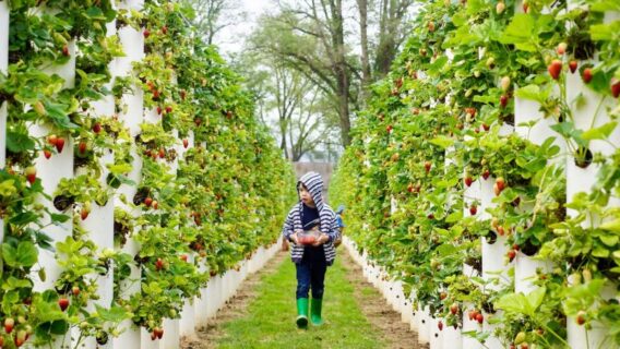 KHÁM PHÁ NƯỚC ÚC: HÀ NỘI – SYDNEY – CANBERRA – MELBOURNE 7N6Đ 33 Bacchus Marsh