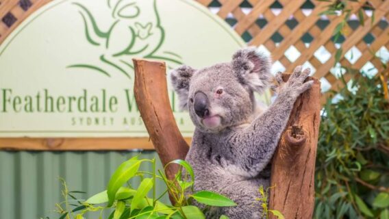 Cong vien dong vat hoang da