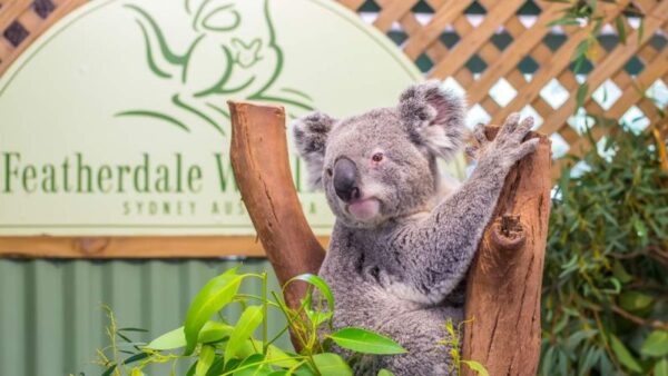 Cong vien dong vat hoang da