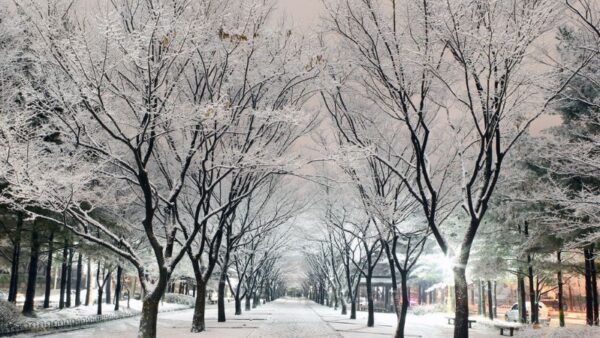 KHÁM PHÁ MÙA ĐÔNG HÀN QUỐC: SEOUL - NAMI – NAMSAN – LOTTE WORLD 4N5Đ 23 8